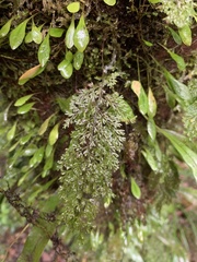 Hymenophyllum fujisanense
