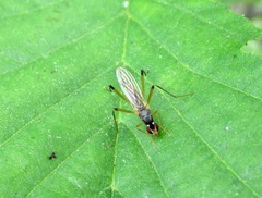 Neria commutata