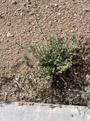 Pectocarya heterocarpa
