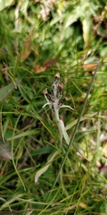 Omalotheca norvegica