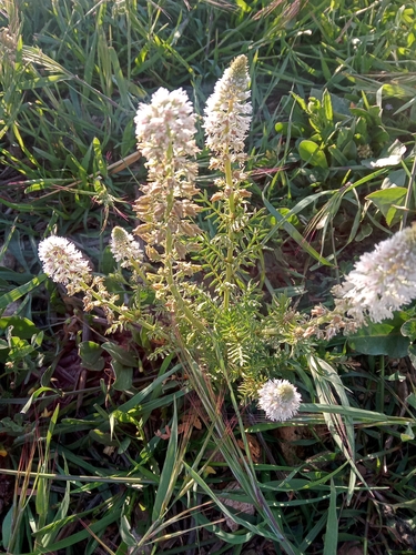 white mignonette