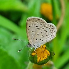 Zizeeria knysna knysna