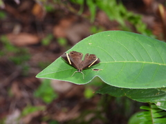 Abisara fylla