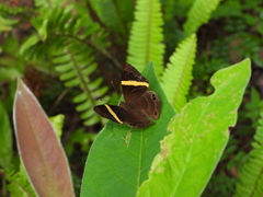 Abisara fylla