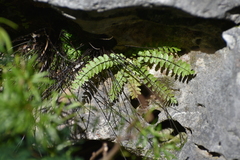Asplenium heterochroum