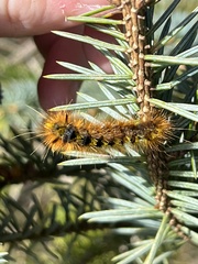 Lophocampa argentata