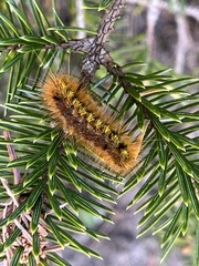 Lophocampa argentata