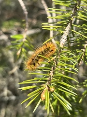 Lophocampa argentata