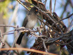 Pycnonotus nigricans