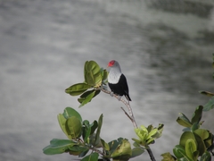 Alectroenas pulcherrimus