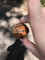 Pseudemys alabamensis