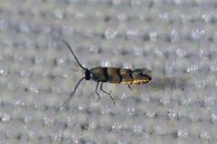 Chrysaster ostensackenella