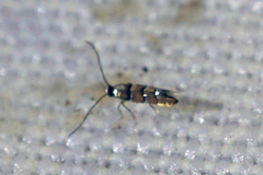 Chrysaster ostensackenella