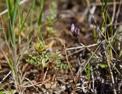 Astragalus breweri