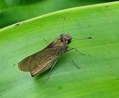 Pelopidas mathias mathias