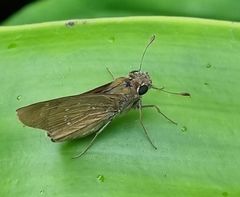 Pelopidas mathias mathias