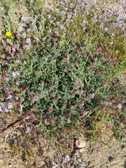 Echium angustifolium
