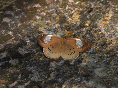 Coladenia buchananii
