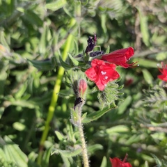 Echium angustifolium