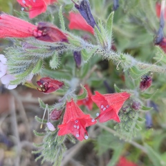 Echium angustifolium