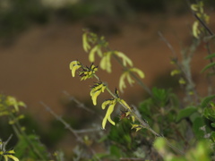 Salvia ochrantha