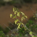 Salvia ochrantha - Photo (c) Manuel Roncal,  זכויות יוצרים חלקיות (CC BY-NC), הועלה על ידי Manuel Roncal