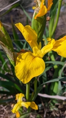 Iris pseudacorus