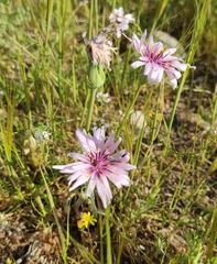 Pseudopodospermum papposum