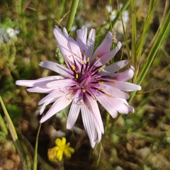 Pseudopodospermum papposum