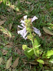 Salvia lyrata