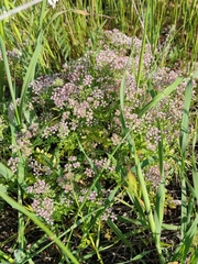 Chaetosciadium trichospermum