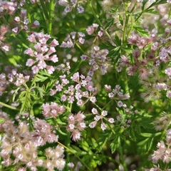 Chaetosciadium trichospermum