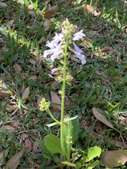 Salvia lyrata