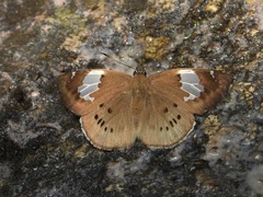 Coladenia buchananii