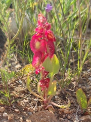 Rumex cyprius