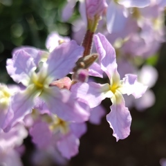 Matthiola longipetala livida