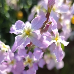 Matthiola longipetala livida