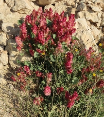 Rumex cyprius