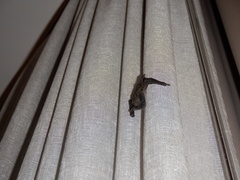 Vespertilioninae
