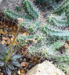 Echinocereus cinerascens