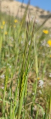 Hordeum spontaneum