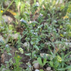 Buglossoides tenuiflora
