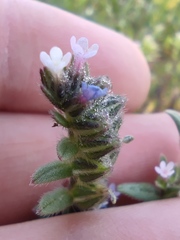 Buglossoides tenuiflora
