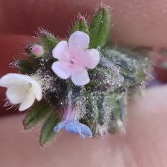 Buglossoides tenuiflora