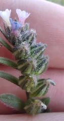 Buglossoides tenuiflora