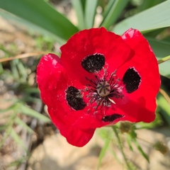 Papaver polytrichum