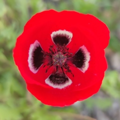 Papaver umbonatum