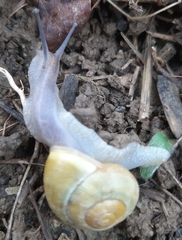 Cepaea hortensis