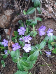 Vinca minor