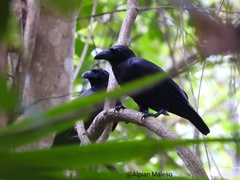 Corvus unicolor
